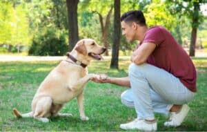 Apps para adiestrar animales