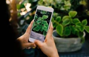Organiza tu Jardín con estas Apps