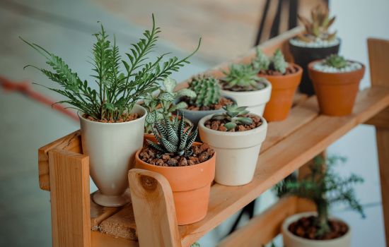 Aplicaciones para el Cuidado de las Plantas