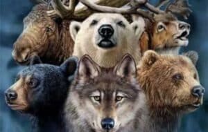 Encuentra tu espíritu animal ahora!