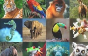 Descubre tu bestia interior con Animal Face