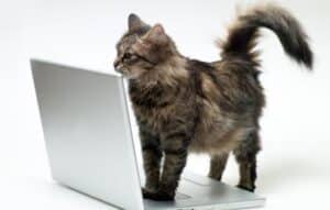 Descubre tu espíritu animal con Animal Face