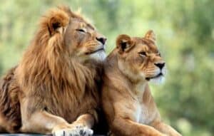 Descubre tu animal interior con Animal Face