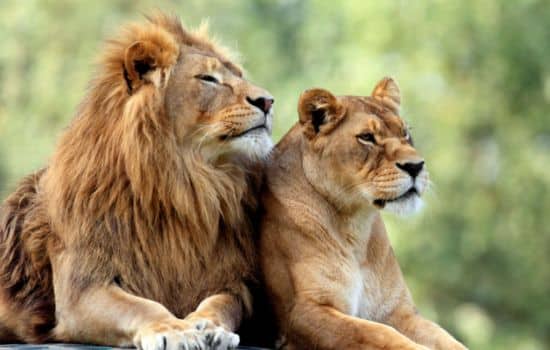 Descubre tu animal interior con Animal Face