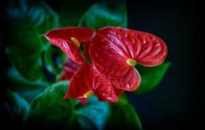 Explora la magia de la naturaleza