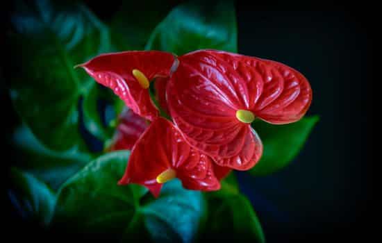 Explora la magia de la naturaleza