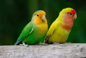 Identifica Cantos de Aves