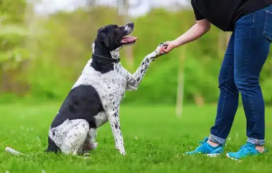 Entrena Mascotas con un Clic