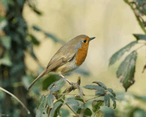 Aplicaciones para Identificar Aves Mediante la Escucha